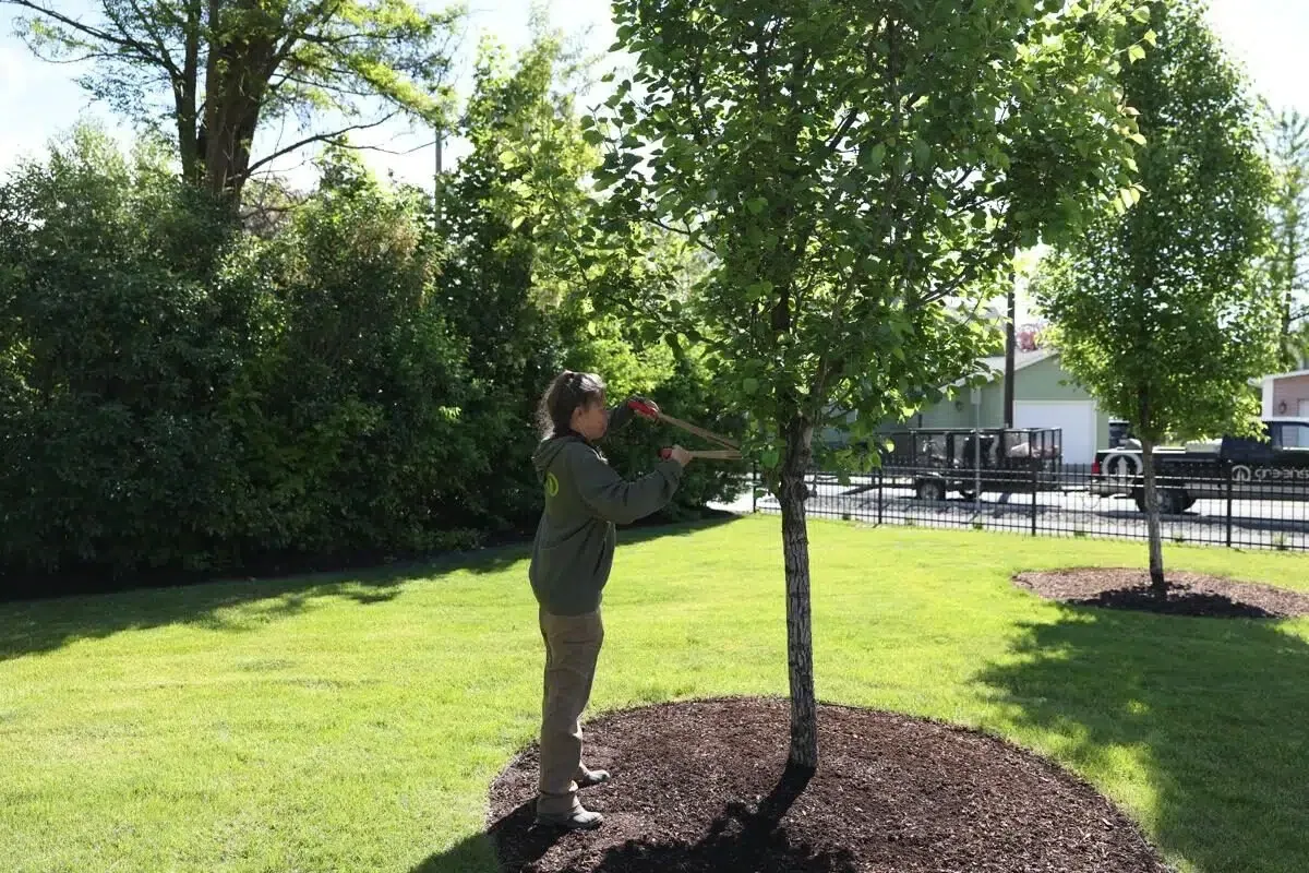 A technician performs detailed tree care services on a young landscape tree, inspecting and pruning for structural integrity and healthy growth