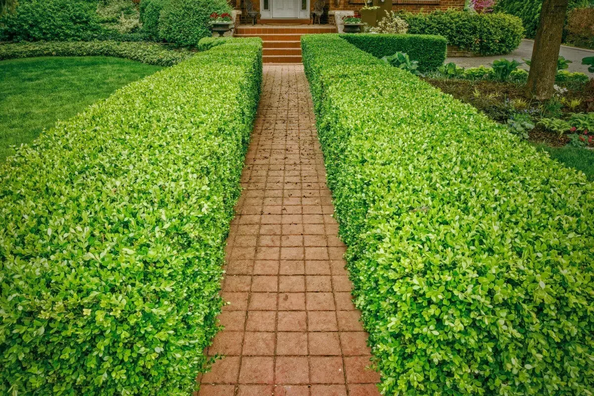 boxwood plants provided by Spokane Greenscapes' planting services
