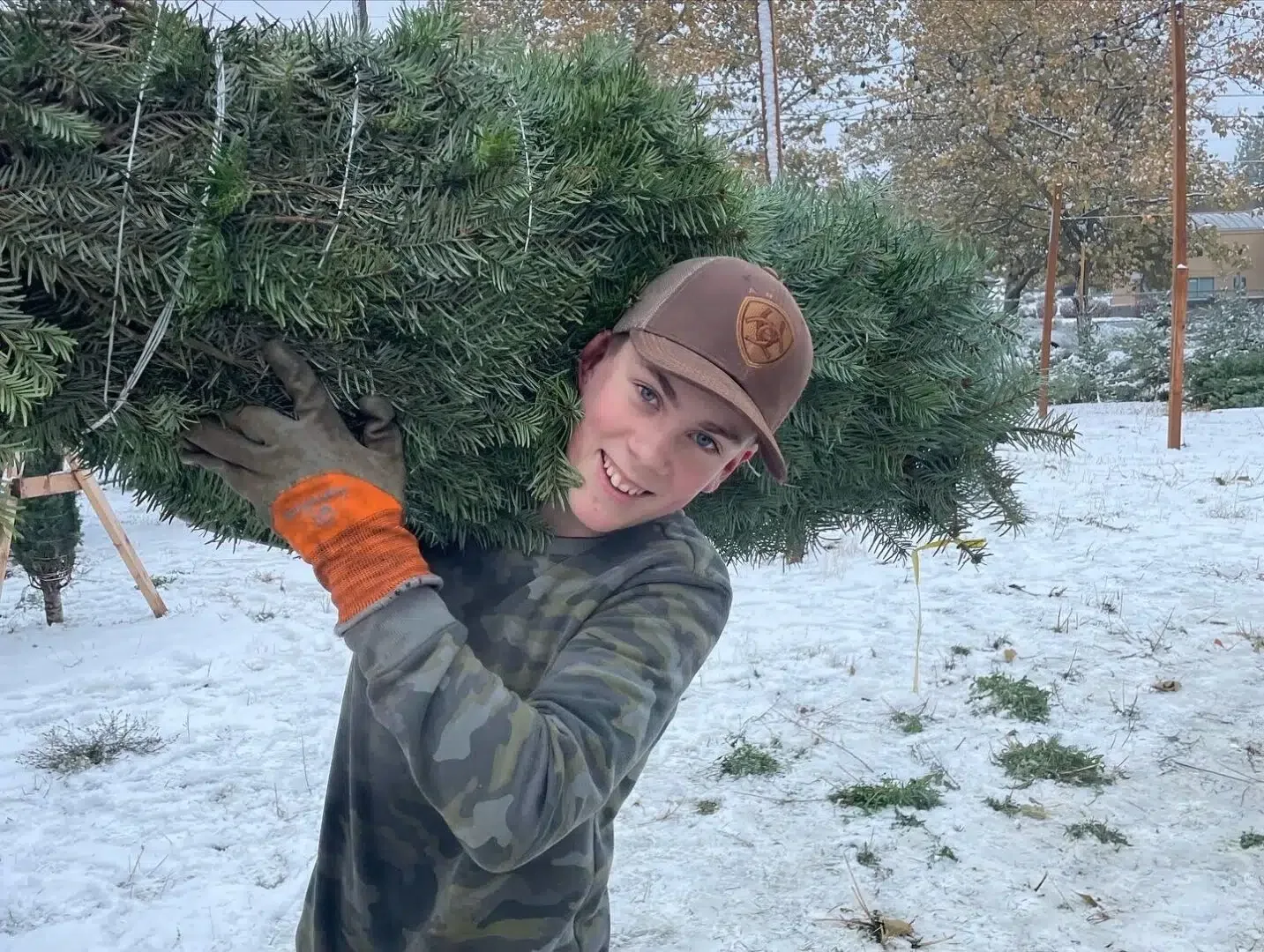 Christmas Trees By Spokane Greenscape Landscaping