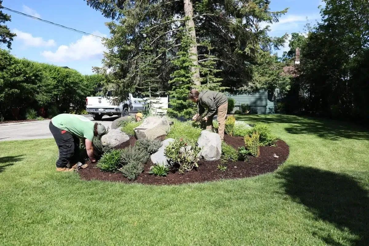 Greenscape Landscaping specialists performing detailed garden bed maintenance as part of spring yard cleanup services.